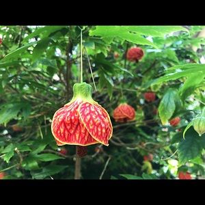 Meet your Posher, Kirsten